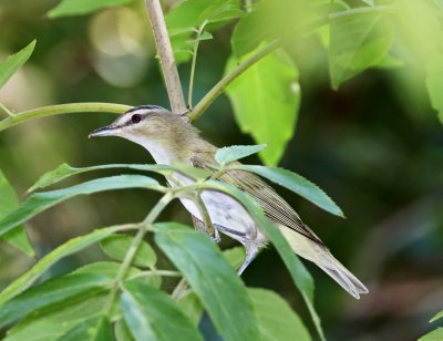 Red-eyed Vireo_8654.jpg