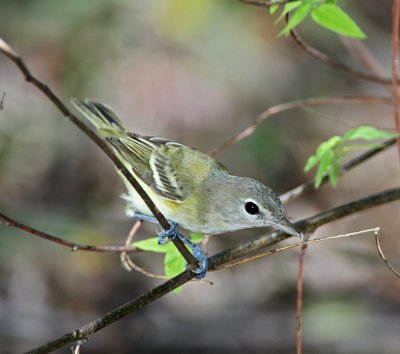 Solitary Vireo_8615.jpg