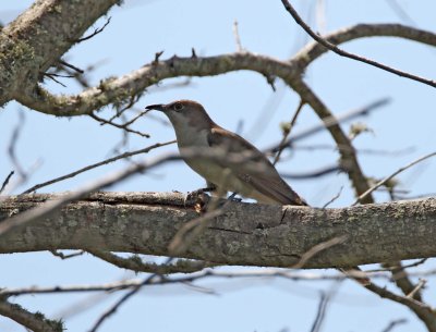 Black-billed Cuckoo - juvenile_8701.jpg