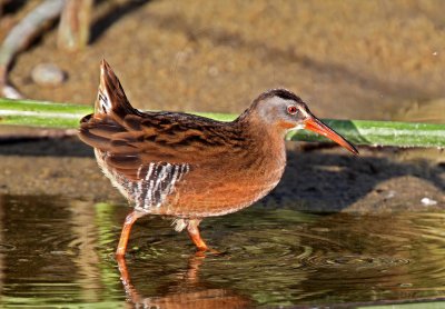 Virginia Rail - adult_9526.jpg