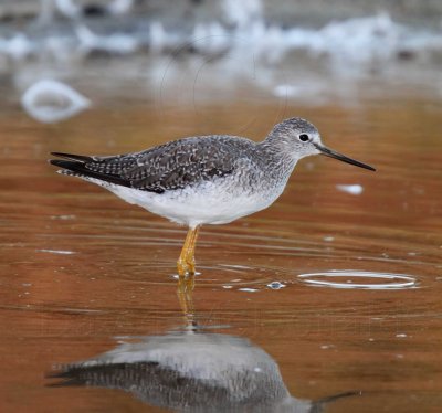 Greater Yellowlegs - non-breeding_9173.jpg