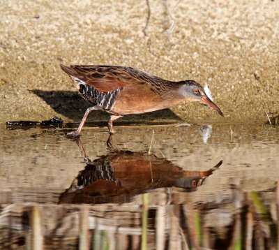 Virginia Rail - adult_9506.jpg