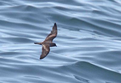 Ashy Storm-Petrel_0713.jpg