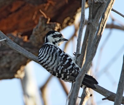 Ladder-backed Woodpecker at LaFitte's Cove Galveston_2101.jpg