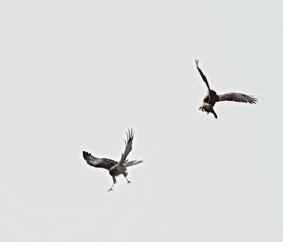 Northern Harriers - female vs male3_2179.jpg