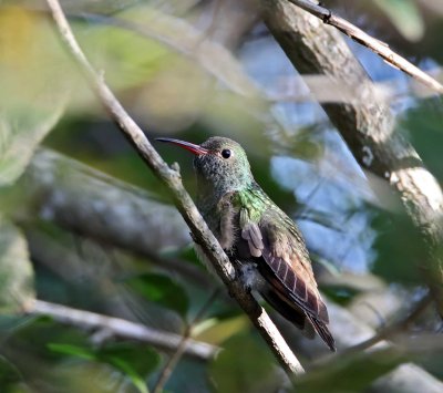 Buff-bellied Hummingbird_2204.jpg