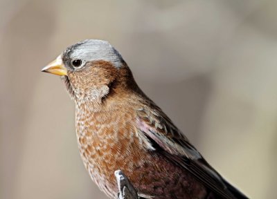 Gray-crowned Rosy-Finch - non-breeding male_2333.jpg