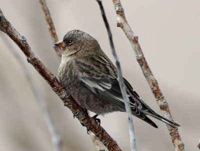 Brown-capped  Rosy-Finch - non-breeding female_2538.jpg