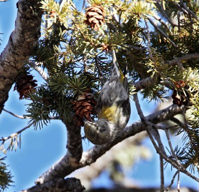 Red Crossbill - 1st year female_3247.jpg