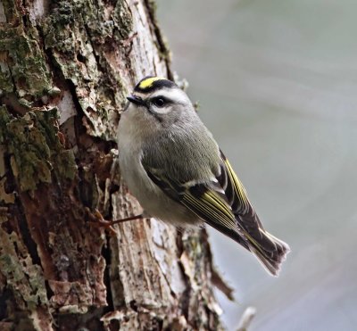 Golden-crowned Kinglet_3458.jpg