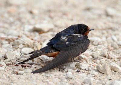 Barn Swallow_3508.jpg