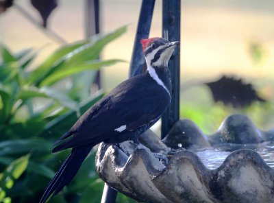 Pileated Woodpecker - female - in birdbath_3551.jpg