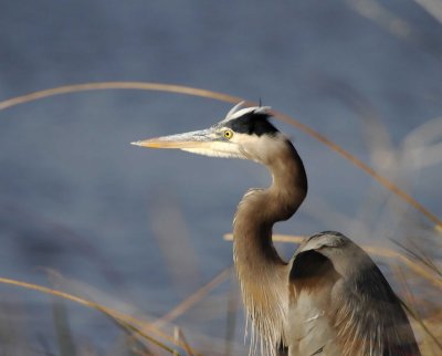 Great Blue Heron_3816.jpg