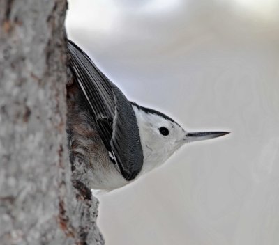 White-breasted Nuthatch_2429.jpg