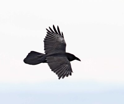 Common Raven_2470.jpg