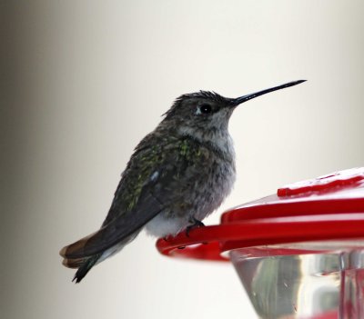 Black-chinned Hummingbird - female_4047.jpg