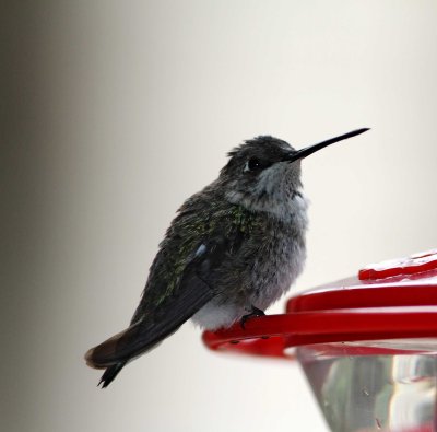 Black-chinned Hummingbird - female_4048.jpg