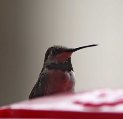 Black-chinned Hummingbird - subadult male_0381.jpg