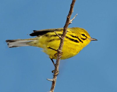 Prairie Warbler - male breeding_4353.jpg