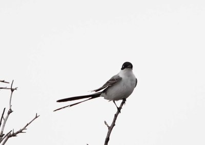 Fork-tailed Flycatcher - Galveston Island SP_4615.jpg