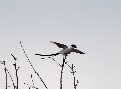 Fork-tailed Flycatcher - Galveston Island SP_4572.jpg