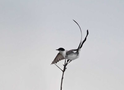 Fork-tailed Flycatcher - Galveston Island SP_4581.jpg