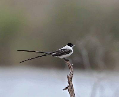 Fork-tailed Flycatcher - Galveston Island SP_4625.jpg