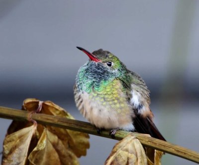 Buff-bellied Hummingbird_4649.jpg