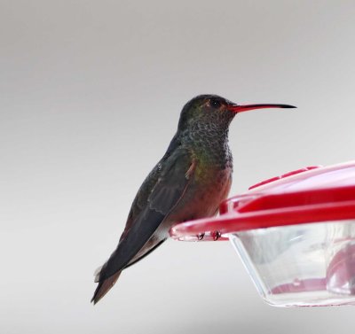 Buff-bellied Hummingbird_3977.jpg