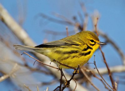 Prairie Warbler - male breeding_4330.jpg