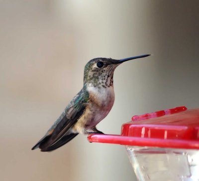 Rufous Hummingbird - 1st winter male_4991.jpg