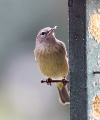 Orange-crowned Warbler_4049.jpg