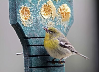 Pine Warbler - female_4633.jpg