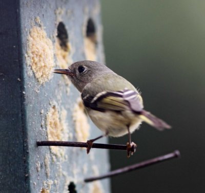 Ruby-crowned Kinglet_3897.jpg