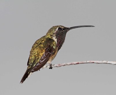 Lucifer Hummingbird - male_3185.jpg