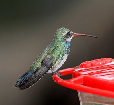 Broad-billed Hummingbird - juvenile male_3294.jpg