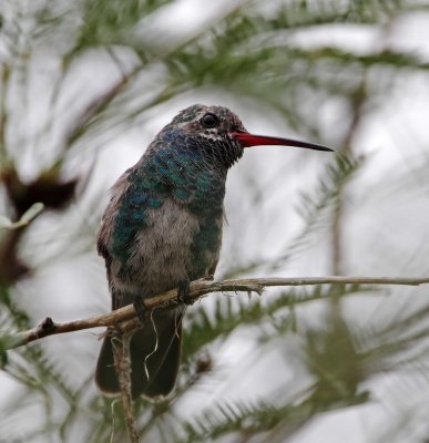 Broad-billed Hummingbird - juvenile male_3522.jpg
