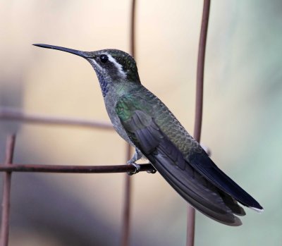 Blue-throated Hummingbird - male_3769.jpg