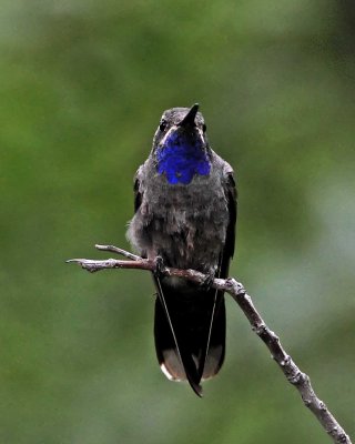 Blue-throated Hummingbird - male_3846.jpg