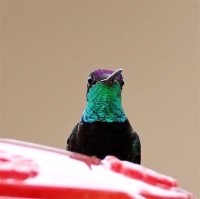 Magnificent Hummingbird - male_3557.jpg