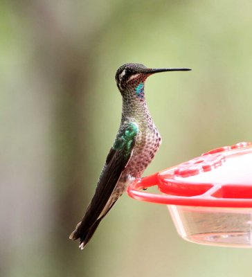 Magnificent Hummingbird - juvenile male_3357.jpg