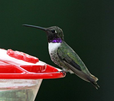 Black-chinned Hummingbird - male_3203.jpg
