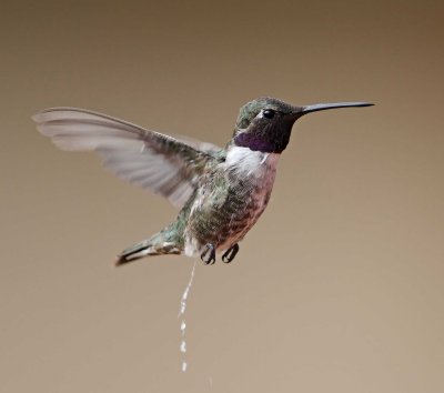 Black-chinned Hummingbird - male_3567.jpg