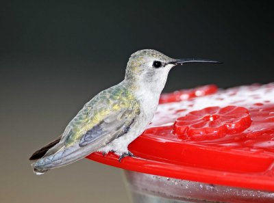 Costa's Hummingbird - female_3528.jpg