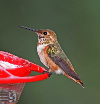 Rufous Hummingbird - juvenile male_3468.jpg