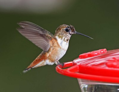 Rufous Hummingbird - juvenile male_3272.jpg
