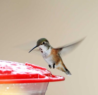 Rufous Hummingbird - female_3489.jpg