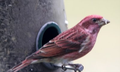 Purple Finch - male_0021.jpg