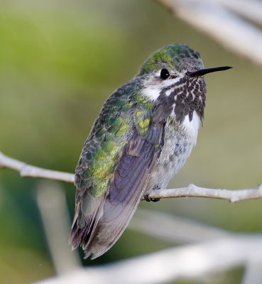  Calliope Hummingbird - male