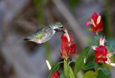 Calliope Hummingbird - male